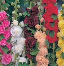 Шток-роза Летний карнавал (смесь окрасок) - ООО «Семена Тут»