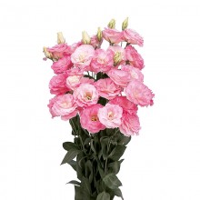 Эустома Мариачи 2 Мисти Пинк [100 драже] - ООО «Семена Тут»