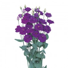 Эустома Розита 2 Сапфир [100 драже] - ООО «Семена Тут»