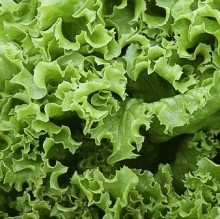 Салат Джейд - ООО «Семена Тут»