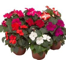 Бальзамин Имара F1 Микс [1000 шт] - ООО «Семена Тут»