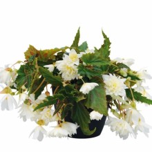 Бегония Фанки Вайт [1000 драже] - ООО «Семена Тут»