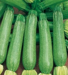 Кабачок Любимчик - ООО «Семена Тут»