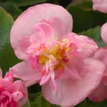 Бегония вечноцветущая махровая Фиона Пинк [1000 драже] - ООО «Семена Тут»