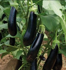 Баклажан Мабел F1 - ООО «Семена Тут»