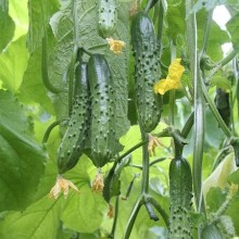 img-4: Огурец Магнит F1 - ООО «Семена Тут»