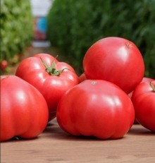 Томат Манекро F1 - ООО «Семена Тут»