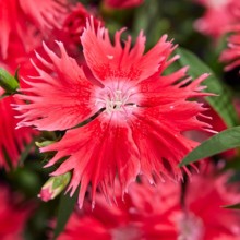 Гвоздика Супра Скарлет [500 шт] - ООО «Семена Тут»