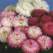 Маргаритка Супер Энорма Смесь окрасок - ООО «Семена Тут»