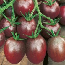 Томат Мерхаба F1 - ООО «Семена Тут»