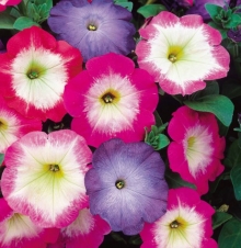 Петуния мультифлора Мерлин Морн Микс [1000 драже] - ООО «Семена Тут»