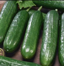 Огурец Месье Оливье F1 - ООО «Семена Тут»
