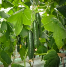 Огурец Метренг F1 - ООО «Семена Тут»