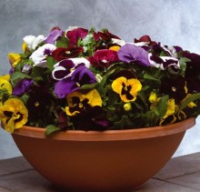 Виола крупноцветковая Пауэр Микс [100 шт] - ООО «Семена Тут»