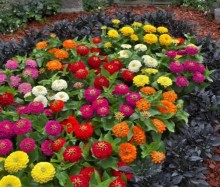 img-1: Цинния Прециоза Премиум микс [1000 шт] - ООО «Семена Тут»