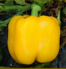 Перец Милдред F1 - ООО «Семена Тут»