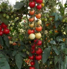 Томат Минтич F1 - ООО «Семена Тут»