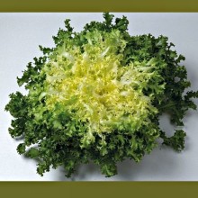 Салат Мирна - ООО «Семена Тут»