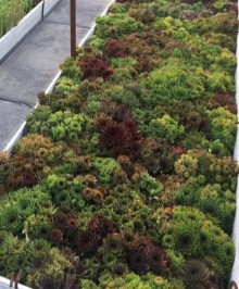 img-1: Молодило Хиппи Чикс [1000 шт] - ООО «Семена Тут»