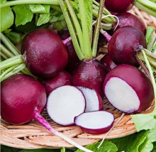 Редис Мулатка-шоколадка - ООО «Семена Тут»