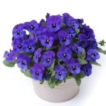 Виола рогатая Флорал Пауэр F1 Дип Блю [1000 шт] - ООО «Семена Тут»