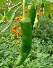 img-1: Перец острый Наваха - ООО «Семена Тут»