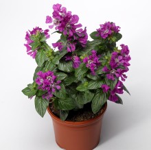 img-1: Куфея Шрирача F1  Виолет [100 шт] - ООО «Семена Тут»