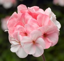 Пеларгония зональная Пинто Премиум Вайт ту Роуз [100 шт] (инкруст. семена) - ООО «Семена Тут»