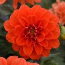 Георгина Фигаро Оранж Шейдес [1000 шт] - ООО «Семена Тут»