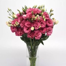 img-1: Эустома Кан Кан Кармин Роуз  [1000 драже] - ООО «Семена Тут»