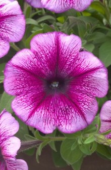 img-1: Петуния гибридная Трилоджи Пурпл Вейн [1000 драже] - ООО «Семена Тут»