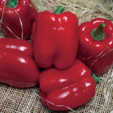 Перец Солист (инкруст. семена) - ООО «Семена Тут»