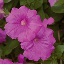 Петуния ампельная Эксплорер Лавандер [1000 драже] - ООО «Семена Тут»