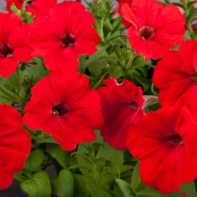 img-1: Петуния ампельная Эксплорер Скарлет [1000 драже] - ООО «Семена Тут»