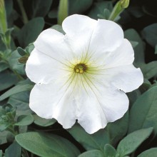 img-1: Петуния ампельная Эксплорер Клеа Вайт [1000 драже] - ООО «Семена Тут»