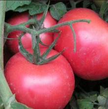 Томат Пинк Профит F1 - ООО «Семена Тут»