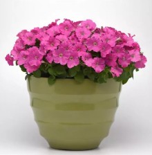 img-1: Петуния мультифлора Мираж Пинк [1000 драже] - ООО «Семена Тут»