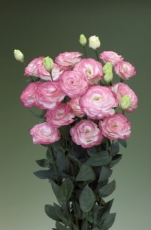 img-1: Эустома Крома 3 Пинк Пикоти [1000 драже] - ООО «Семена Тут»