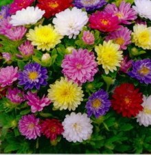 Астра Пиноккио карликовая Смесь окрасок - ООО «Семена Тут»