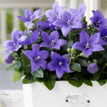 img-1: Платикодон Астра Блю [100 шт] - ООО «Семена Тут»