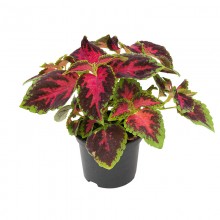 img-1: Колеус Файрвей Роуз [1000 шт]* - ООО «Семена Тут»