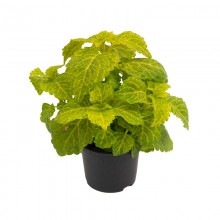 Колеус Файрвей Еллоу [5000 шт] - ООО «Семена Тут»