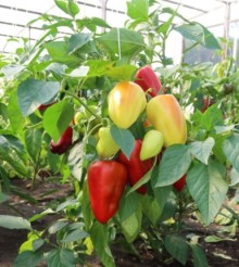 Перец Полет - ООО «Семена Тут»