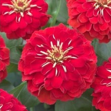 Цинния Прециоза Ред [1000 шт] - ООО «Семена Тут»