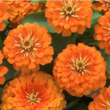 Цинния Прециоза Оранж [1000 шт] - ООО «Семена Тут»