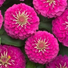 Цинния Прециоза Роуз [1000 шт] - ООО «Семена Тут»