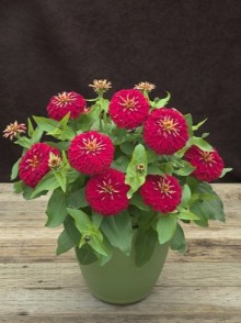 img-1: Цинния Прециоза Роуз [1000 шт] - ООО «Семена Тут»