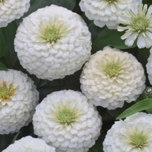 Цинния Прециоза Вайт [1000 шт] - ООО «Семена Тут»