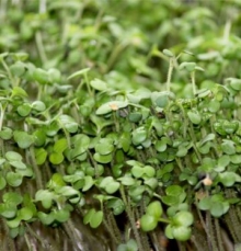 Горчица Долларес листовая зеленая МЗ - ООО «Семена Тут»