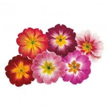 Примула Данова Метеор Микс [1000 шт] - ООО «Семена Тут»